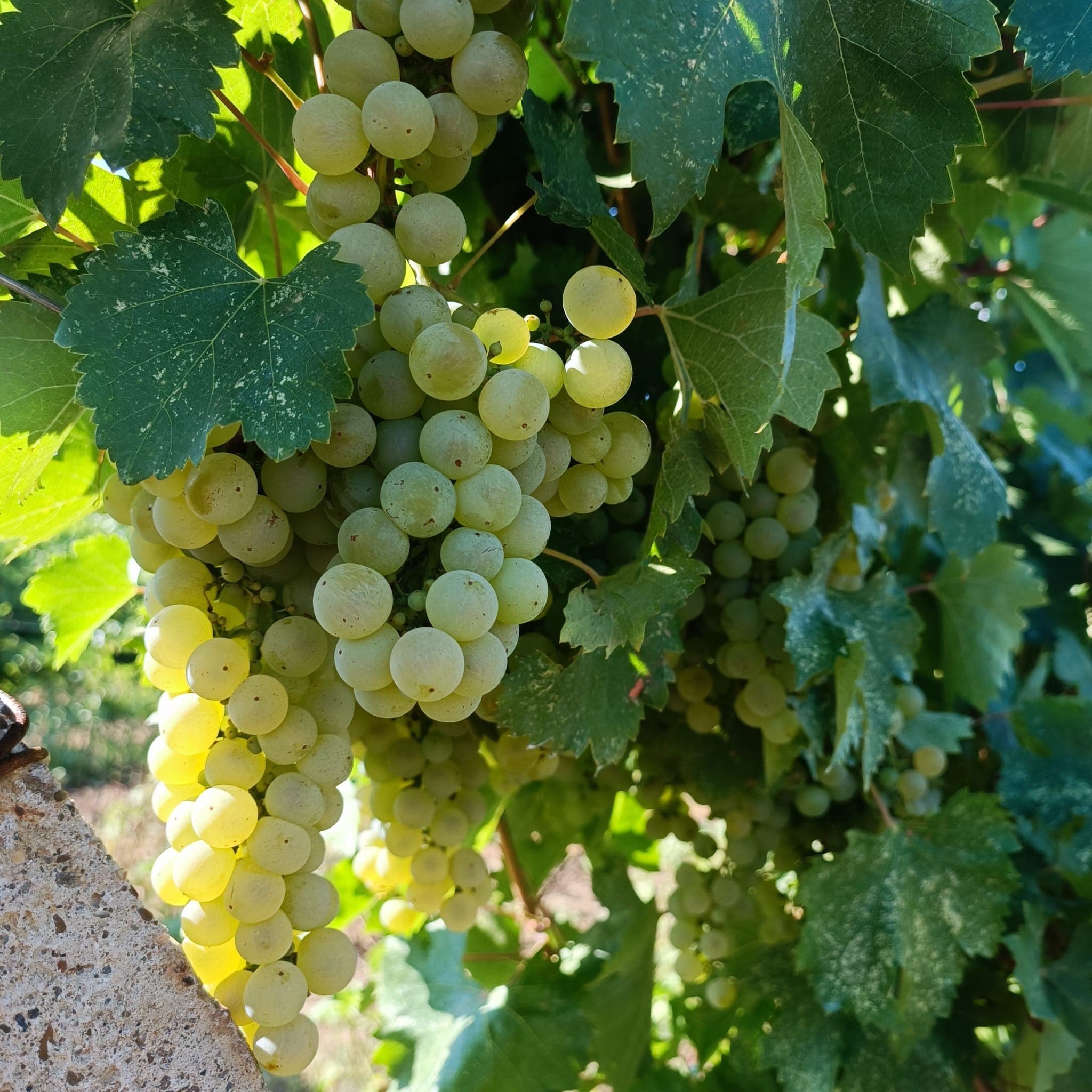 Struguri de vin: Feteasca Regala - Podgoria Panciu