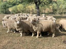 ovine turcane