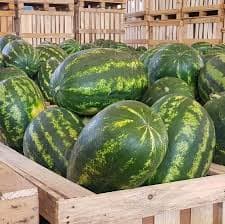 pepeni verzi mari