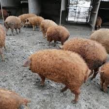 Porci Mangalița