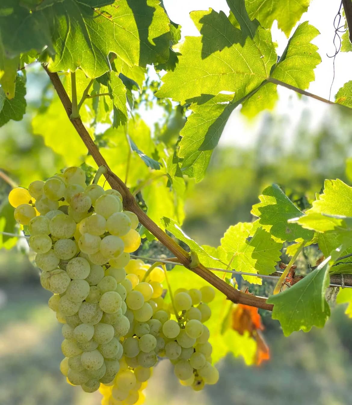 Struguri Muscat Ottonel