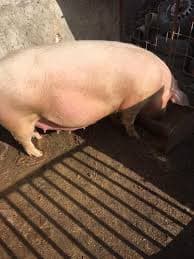 porc de vanzare 140 kg