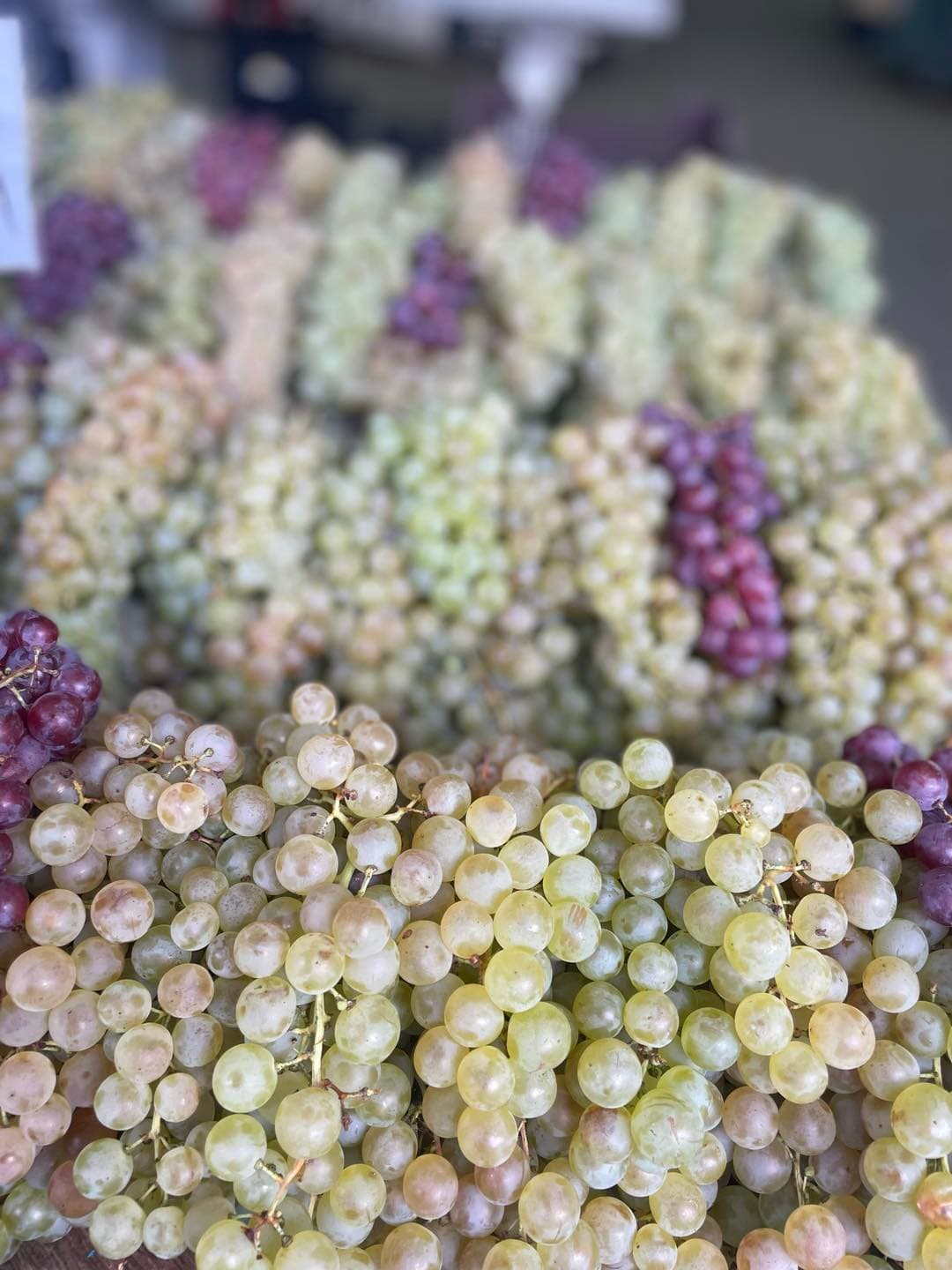 struguri pentru vin