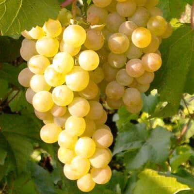 Vita de vie pentru vin