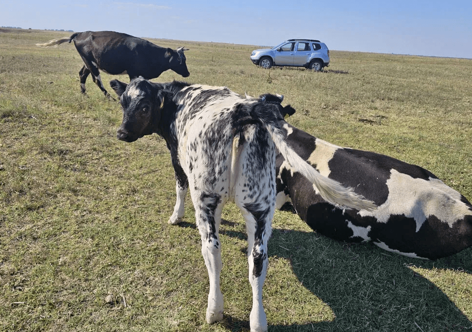 Vitei metis Angus