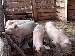 porci 3 luni