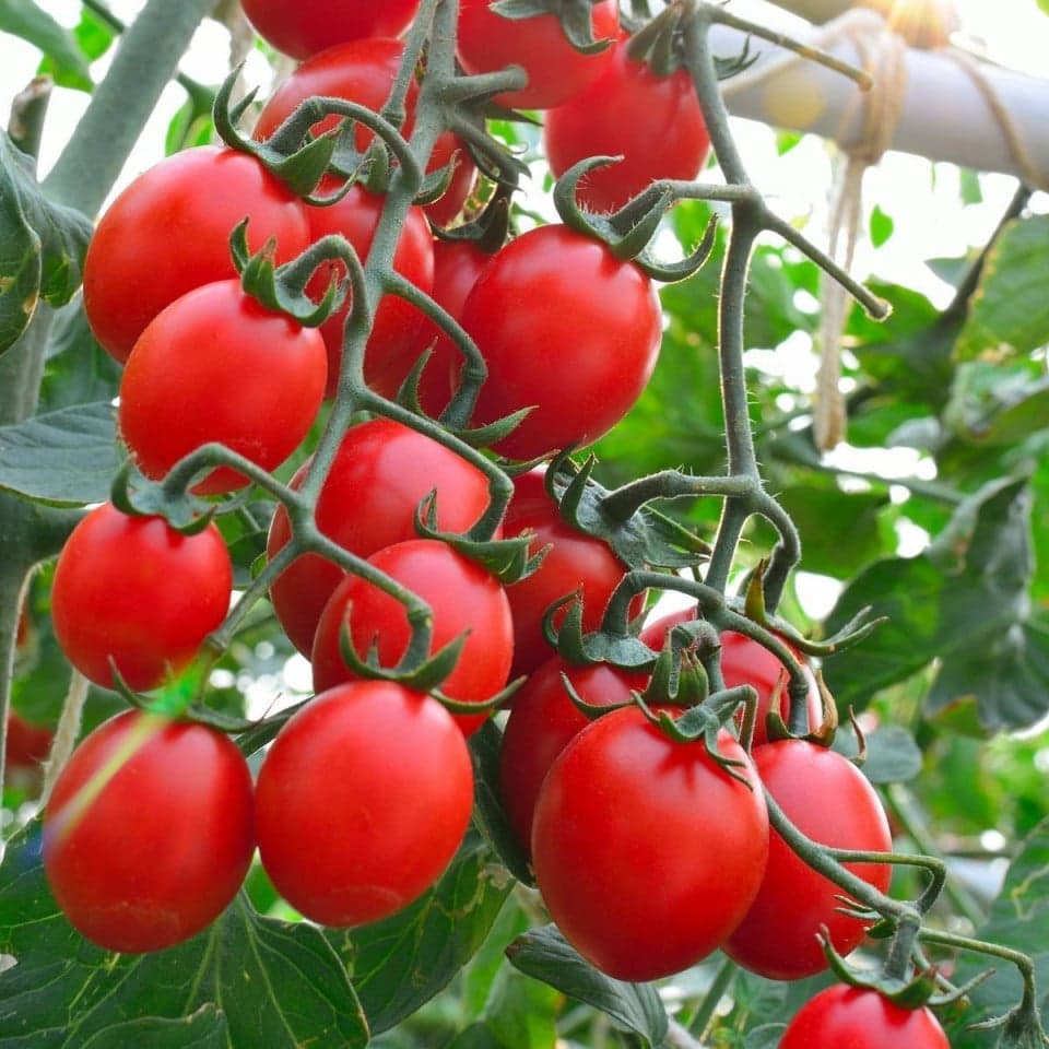 rosii cherry de vanzare