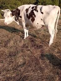 Vaci Holstein gestante