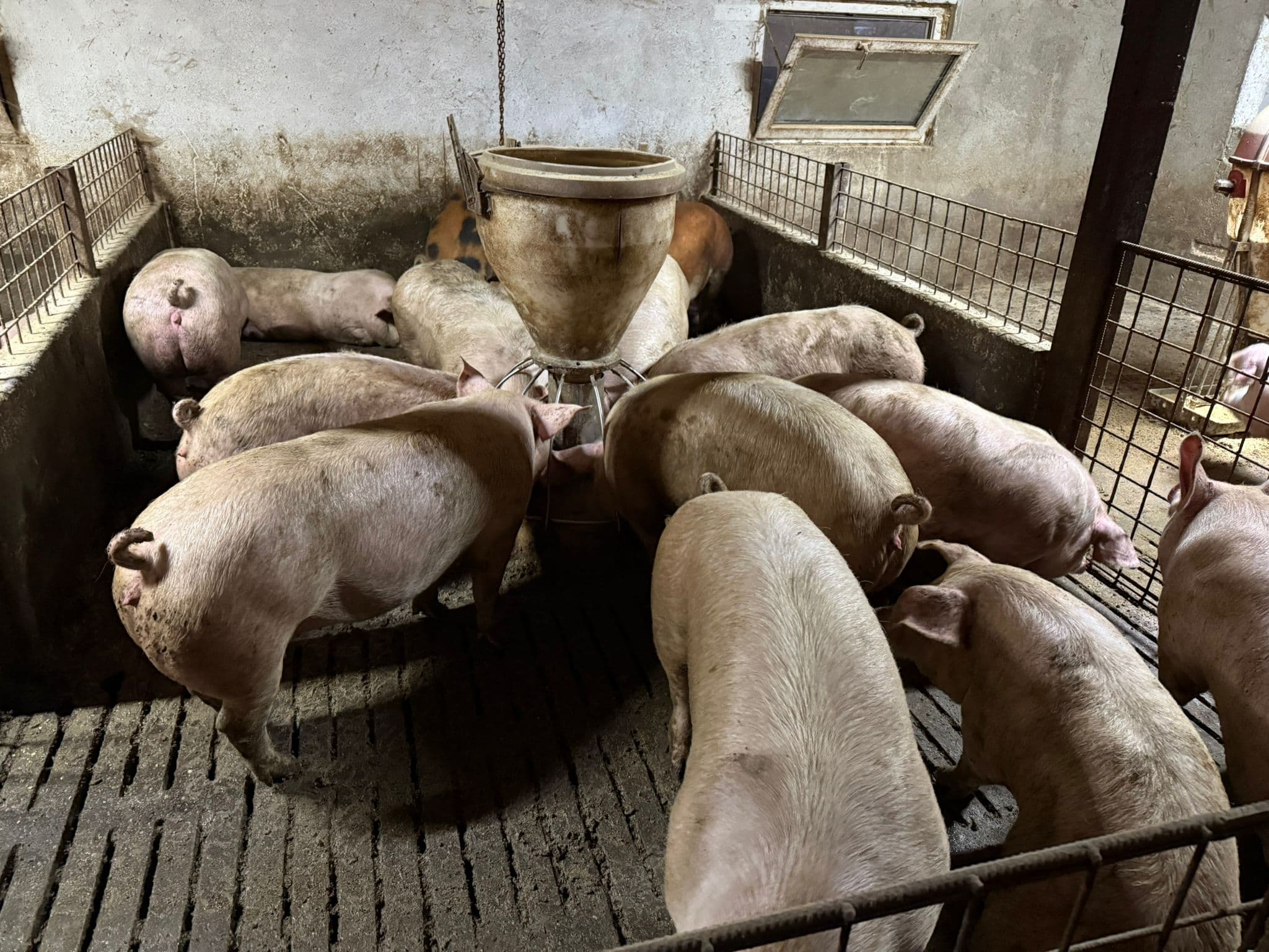 Porci pentru Crăciun
