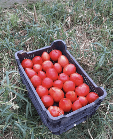 rosii de gradina
