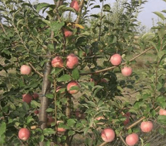 Mere Florina, livrare angro